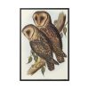 88299-31.jpg Masked Barn Owl by Elizabeth Gould Framed Canvas