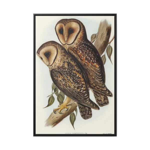88299-31.jpg Masked Barn Owl by Elizabeth Gould Framed Canvas