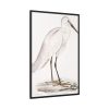 Indian White Heron by John Edward Gray Framed Canvas