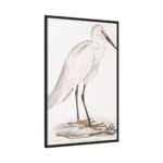 Indian White Heron by John Edward Gray Framed Canvas