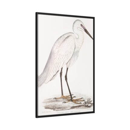 Indian White Heron by John Edward Gray Framed Canvas