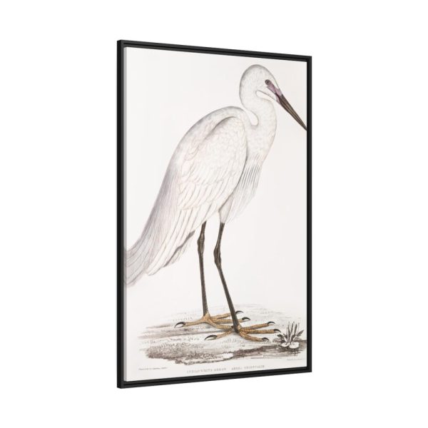 Indian White Heron by John Edward Gray Framed Canvas