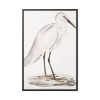 Indian White Heron by John Edward Gray Framed Canvas