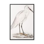 Indian White Heron by John Edward Gray Framed Canvas - Image 2