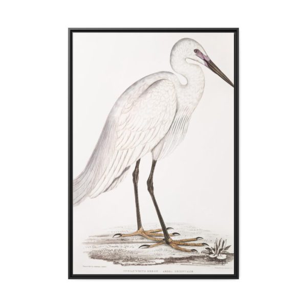 Indian White Heron by John Edward Gray Framed Canvas