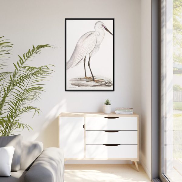 Indian White Heron by John Edward Gray Framed Canvas