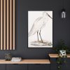 Indian White Heron by John Edward Gray Framed Canvas