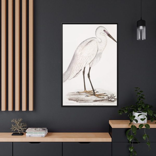 Indian White Heron by John Edward Gray Framed Canvas