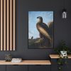 88299-49.jpg Washington Sea Eagle by John James Audubon Framed Canvas