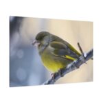 Goldfinch Bird Standard Canvas