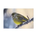 Goldfinch Bird Standard Canvas - Image 2