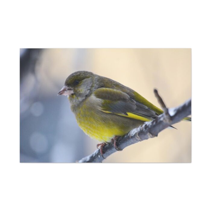 Goldfinch Bird Standard Canvas - Image 2