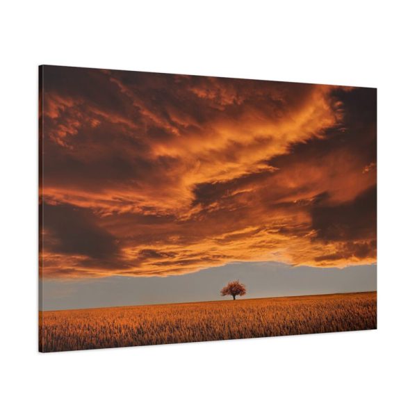 91638-150.jpg Orange Scenery With Beautiful Tree Standard Canvas