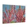 91638-155.jpg Peach Blossoms Flowering Tree Standard Canvas