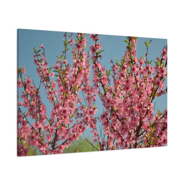 91638-155.jpg Peach Blossoms Flowering Tree Standard Canvas