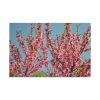 91638-156.jpg Peach Blossoms Flowering Tree Standard Canvas