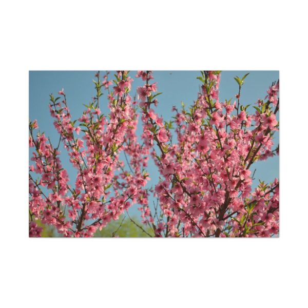 91638-156.jpg Peach Blossoms Flowering Tree Standard Canvas