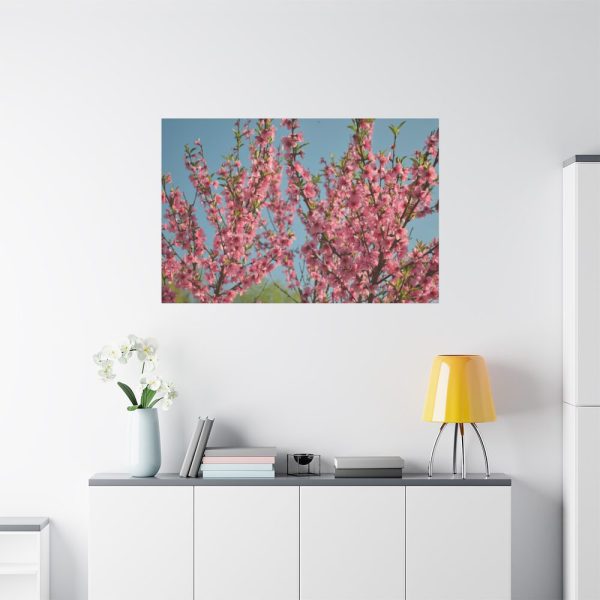 91638-157.jpg Peach Blossoms Flowering Tree Standard Canvas
