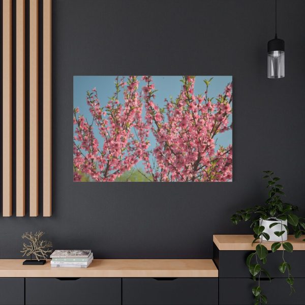 91638-158.jpg Peach Blossoms Flowering Tree Standard Canvas