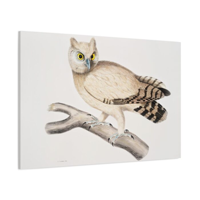 Coromandel Owl by John Edward Gray Standard Canvas - Image 1