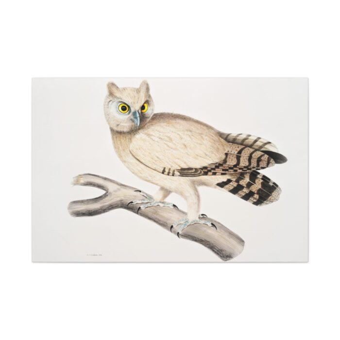 Coromandel Owl by John Edward Gray Standard Canvas - Image 2