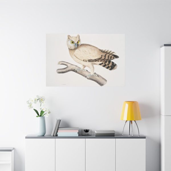 91638-167.jpg Coromandel Owl by John Edward Gray Standard Canvas