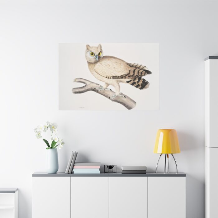Coromandel Owl by John Edward Gray Standard Canvas - Image 3