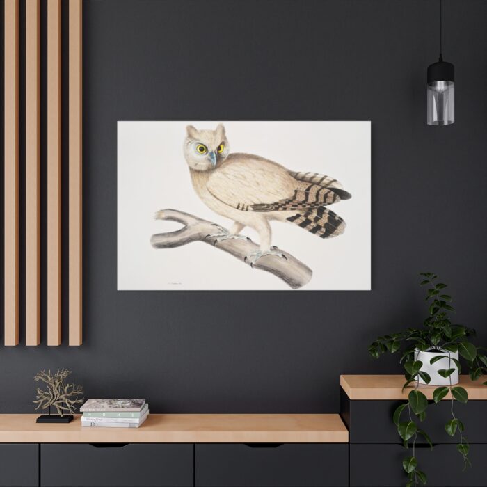 Coromandel Owl by John Edward Gray Standard Canvas - Image 4