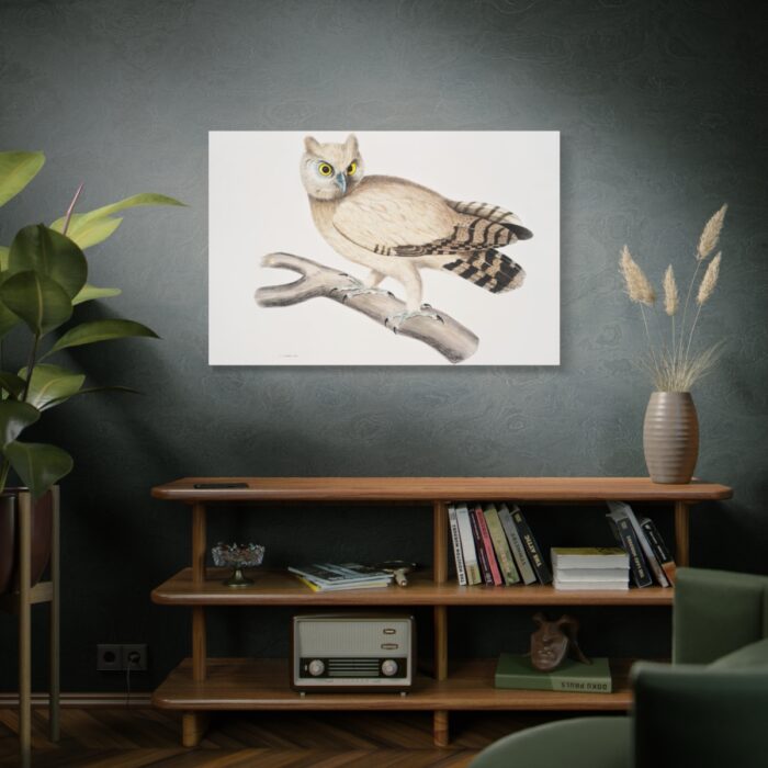 Coromandel Owl by John Edward Gray Standard Canvas - Image 5