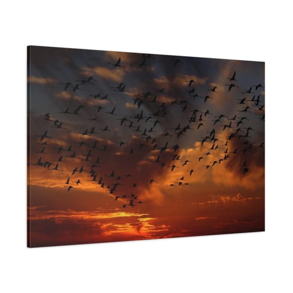 Flamingos Swarm Birds Nature Standard Canvas