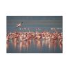 91638-246.jpg Flamingos in Africa Standard Canvas
