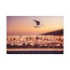91638-76.jpg Bird Flying over Turkey Standard Canvas