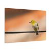 91638-80.jpg Yellow Bird Standard Canvas