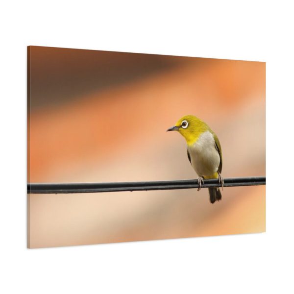 91638-80.jpg Yellow Bird Standard Canvas
