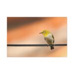 Yellow Bird Standard Canvas - Image 2