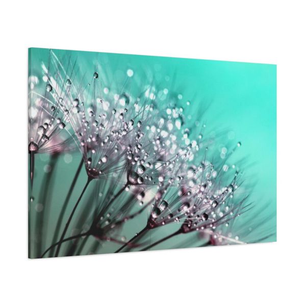 91638-85.jpg Water Droplets Dandelion Seeds Standard Canvas
