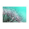 91638-86.jpg Water Droplets Dandelion Seeds Standard Canvas