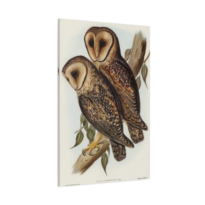 Masked Barn Owl by Elizabeth Gould Standard Canvas - Image 1