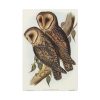 91655-26.jpg Masked Barn Owl by Elizabeth Gould Standard Canvas