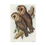 Masked Barn Owl by Elizabeth Gould Standard Canvas - Image 2