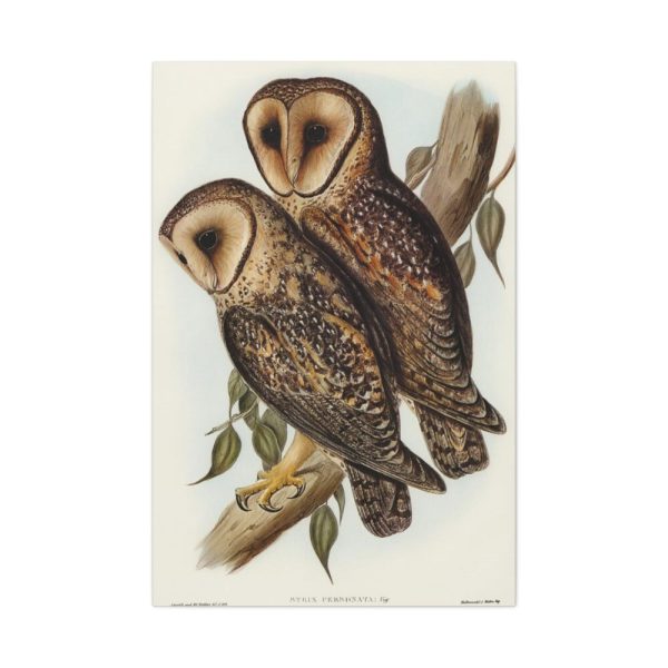91655-26.jpg Masked Barn Owl by Elizabeth Gould Standard Canvas