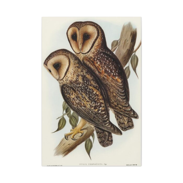 Masked Barn Owl by Elizabeth Gould Standard Canvas - Image 2