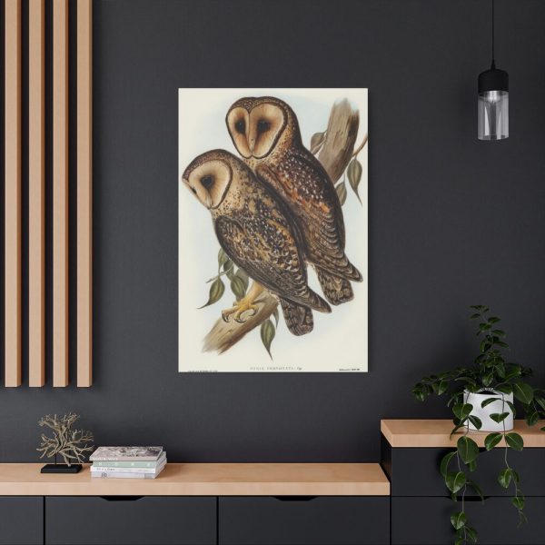 91655-28.jpg Masked Barn Owl by Elizabeth Gould Standard Canvas