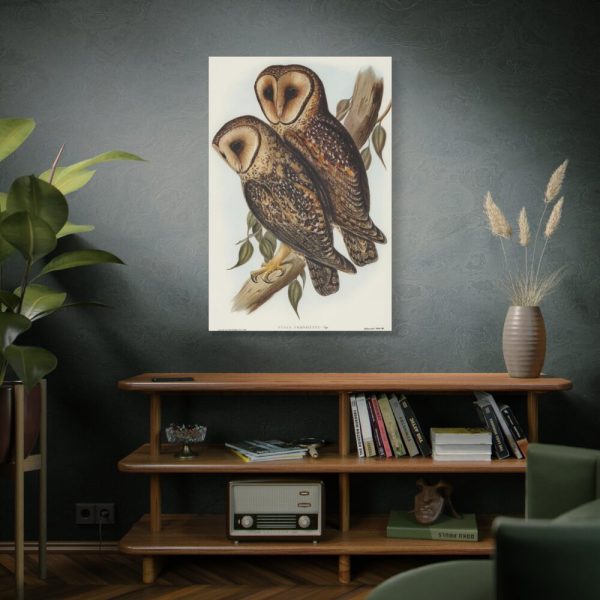 91655-29.jpg Masked Barn Owl by Elizabeth Gould Standard Canvas