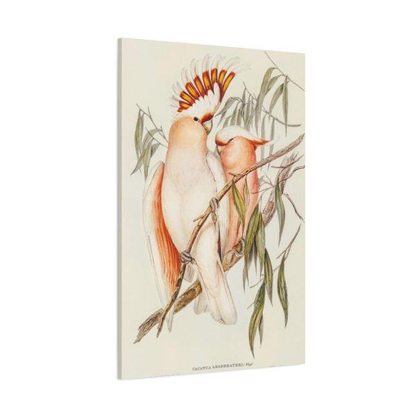 91655-35.jpg Leadbeater's Cockatoo by Elizabeth Gould Framed Canvas