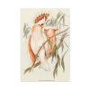 91655-36.jpg Leadbeater's Cockatoo by Elizabeth Gould Framed Canvas