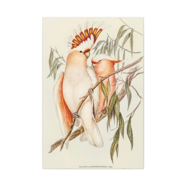 91655-36.jpg Leadbeater's Cockatoo by Elizabeth Gould Framed Canvas