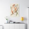 91655-37.jpg Leadbeater's Cockatoo by Elizabeth Gould Framed Canvas