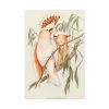91655-41.jpg Leadbeater's Cockatoo by Elizabeth Gould Standard Canvas