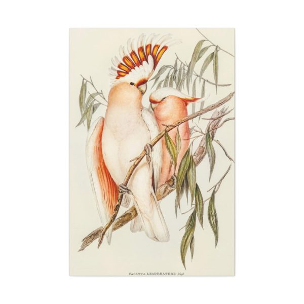 91655-41.jpg Leadbeater's Cockatoo by Elizabeth Gould Standard Canvas